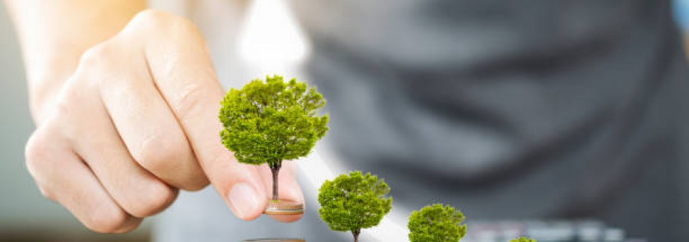 Why investors flock to green bonds